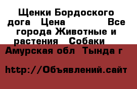 Щенки Бордоского дога › Цена ­ 60 000 - Все города Животные и растения » Собаки   . Амурская обл.,Тында г.